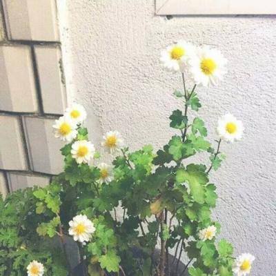西游灵妖记加速版下载